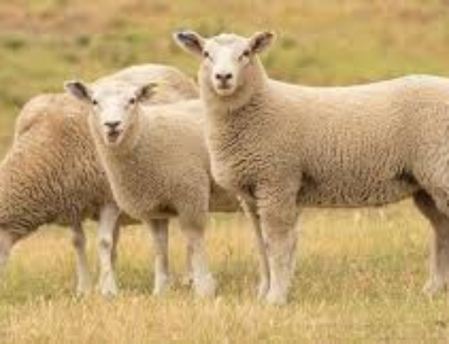Healthy Sheep Beget Sheep